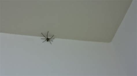 蜘蛛在房間 牆壁裂紋